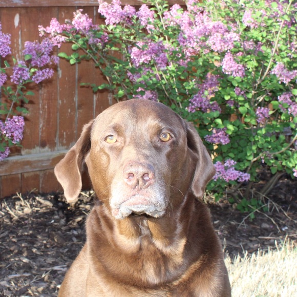 Meet your Posher, Molly - Picture 1 of 1